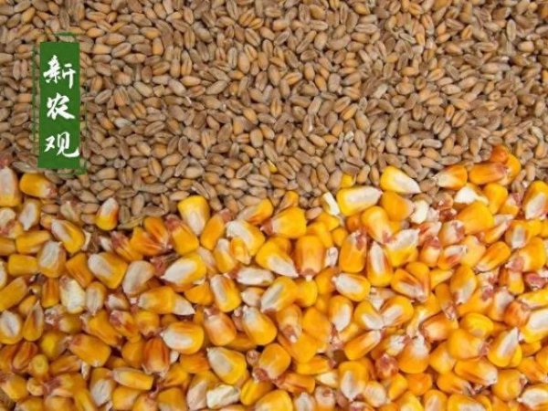 旗开网 小麦突然这么一涨, 是不是玉米的机会也要来了?