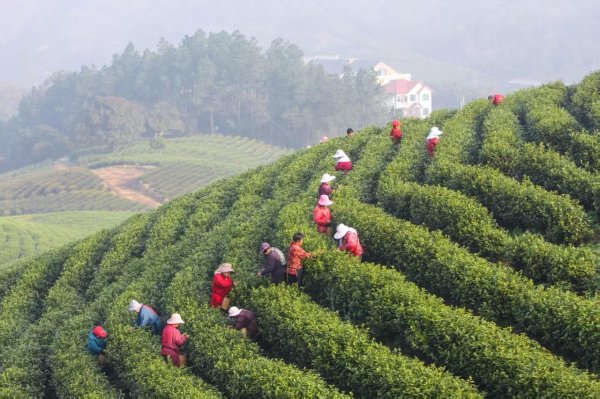 倍操盘 做好“生态文章” 激活“绿色引擎” 中国人寿执金融画笔绘就绿色发展长卷